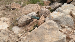 Podarcis pityusensis formenterae