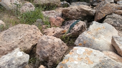 Podarcis pityusensis formenterae