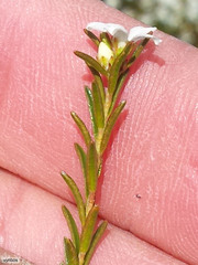 Coleonema juniperinum