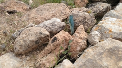 Podarcis pityusensis formenterae