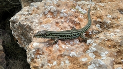 Podarcis pityusensis formenterae