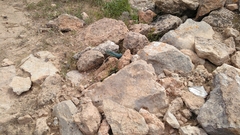 Podarcis pityusensis formenterae