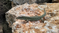 Podarcis pityusensis formenterae