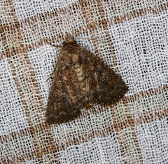 Condica illecta