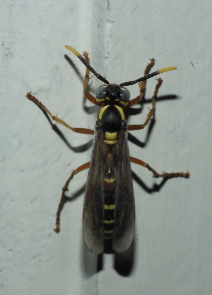 Apoica arborea