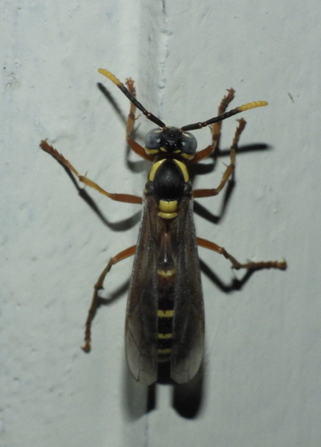 Apoica arborea