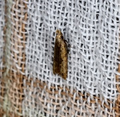 Dichomeris ochthophora