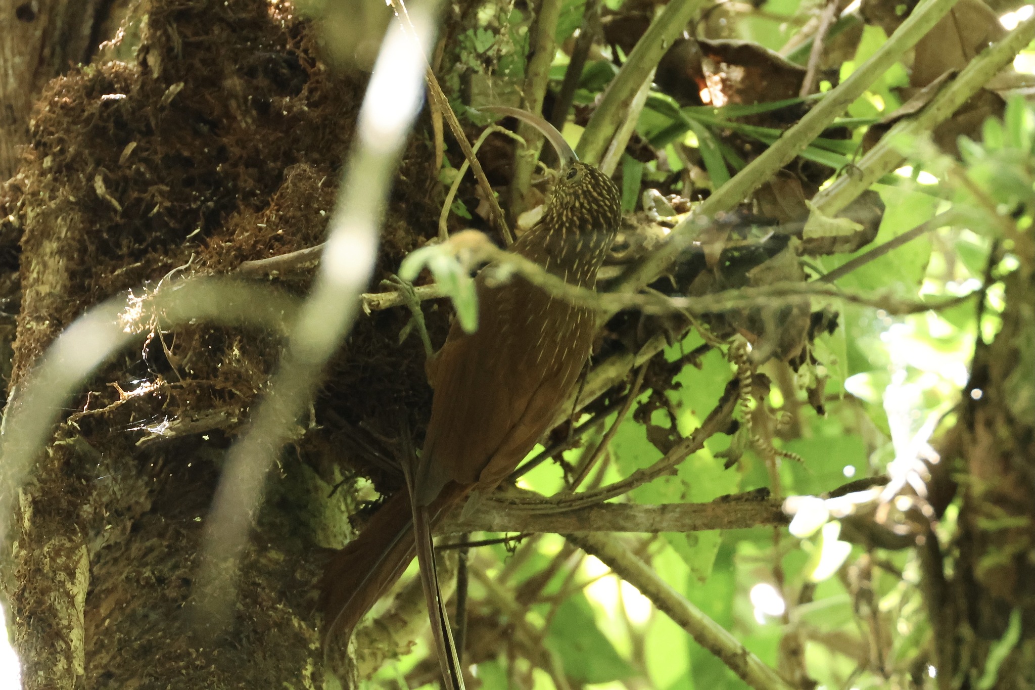 Brown-billed Scythebill (Campylorhamphus pusillus), photo 7