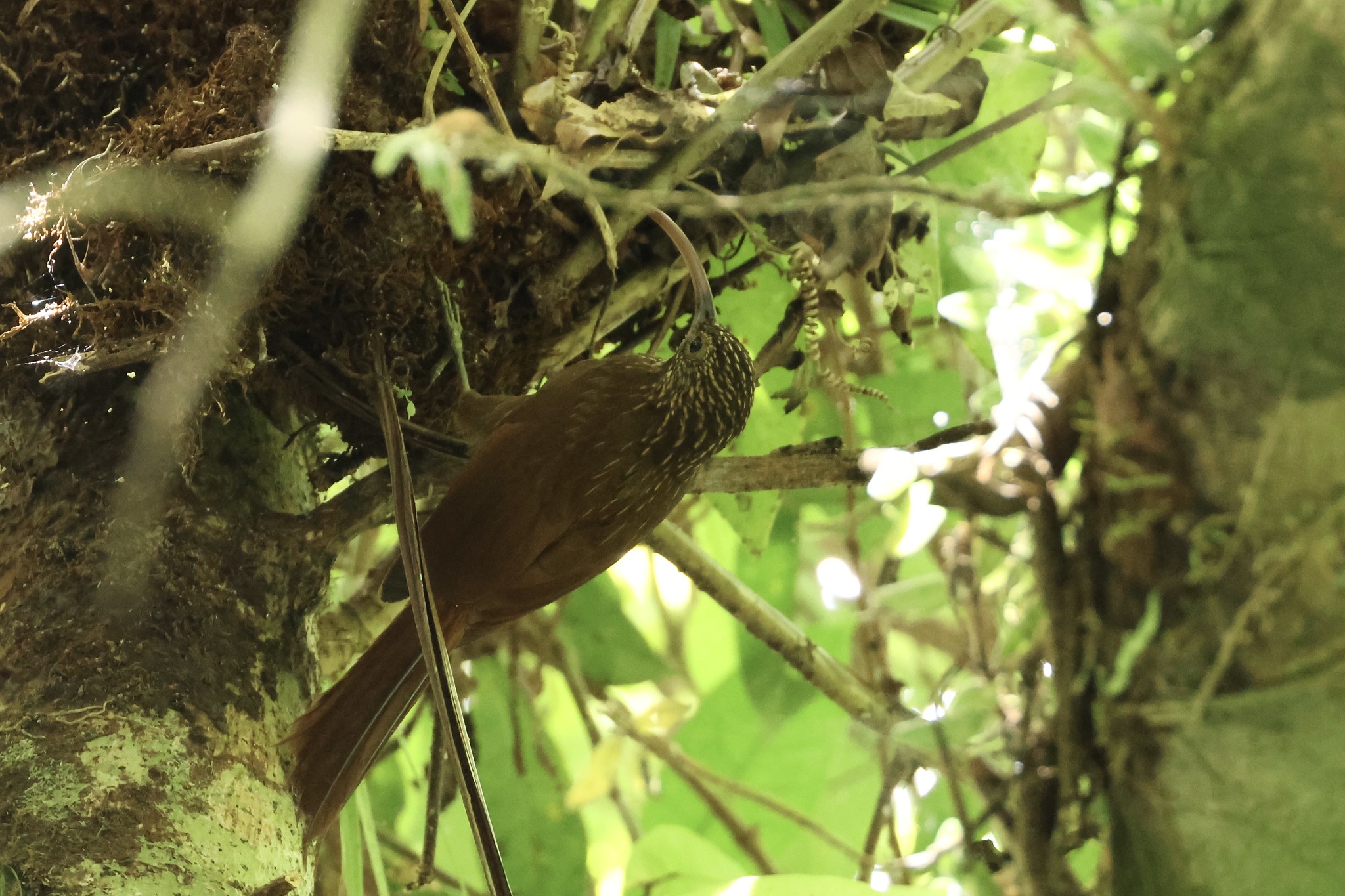 Brown-billed Scythebill (Campylorhamphus pusillus), photo 6