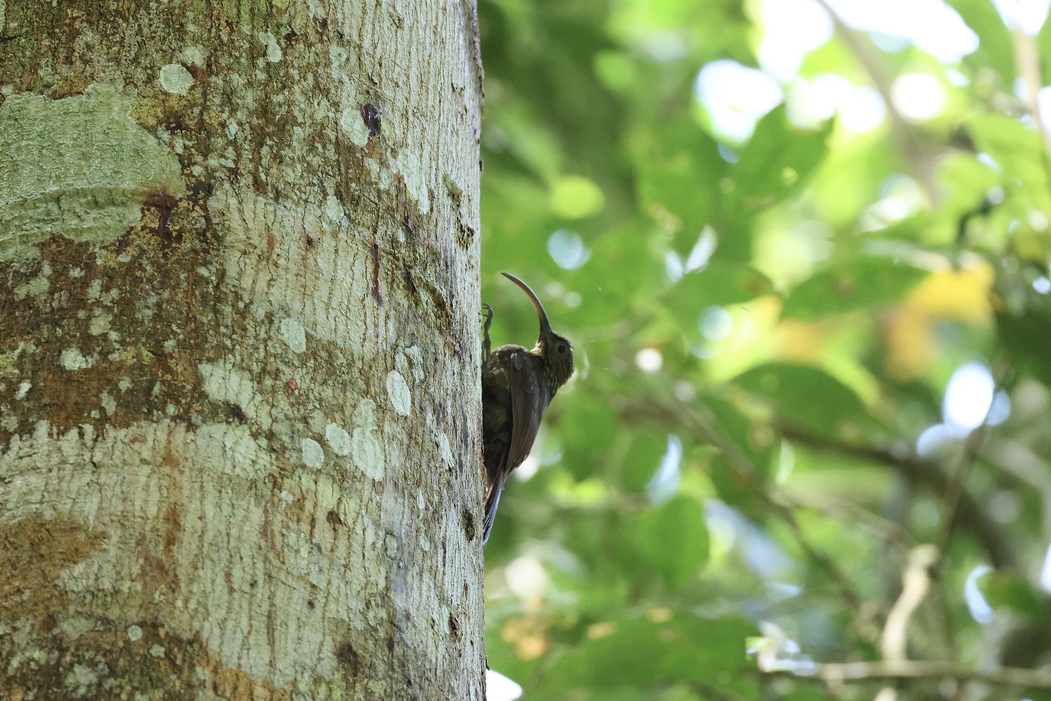 Brown-billed Scythebill (Campylorhamphus pusillus), photo 8