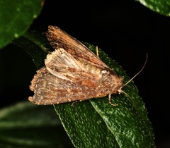 Condica illecta