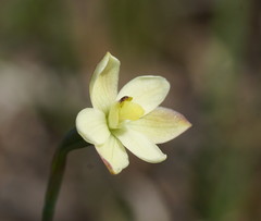 Thelymitra flexuosa