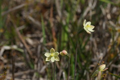 Thelymitra flexuosa