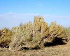 Haloxylon ammodendron