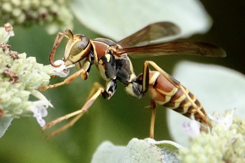 Hunter's Little Paper Wasp