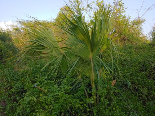 Puerto Rico palmetto (Sabal causiarum)