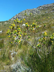 Ursinia caledonica