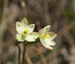 Thelymitra flexuosa