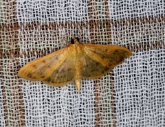 Patania balteata