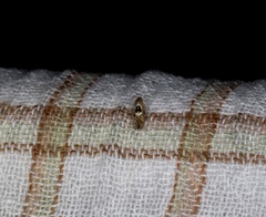 Hieromantis arcuata