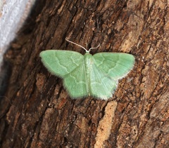 Idiochlora minuscula