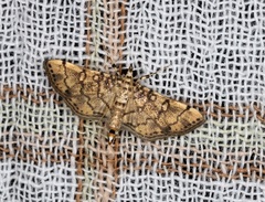 Lamprosema tampiusalis