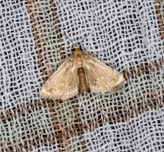 Luma