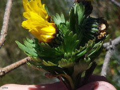 Ursinia caledonica