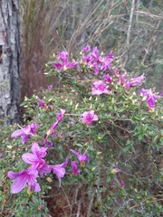 Rhododendron noriakianum