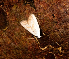 Meganola brunellus