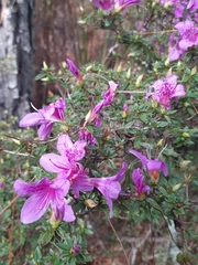 Rhododendron noriakianum