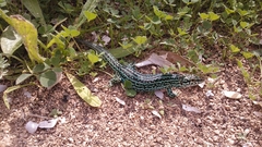 Podarcis pityusensis formenterae