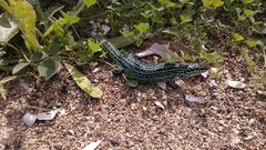 Podarcis pityusensis formenterae