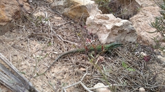 Podarcis pityusensis formenterae