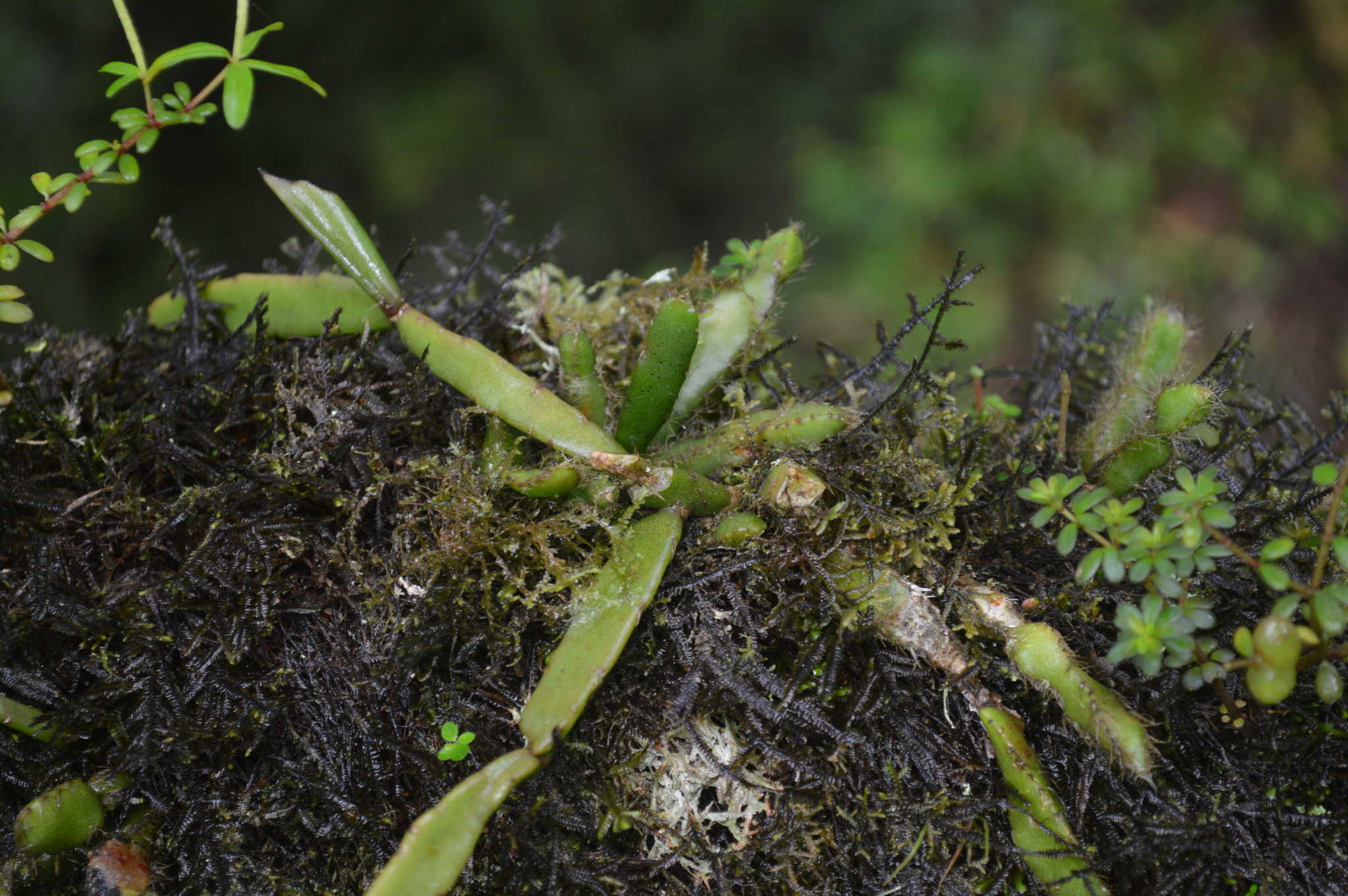 Rhipsalis micrantha image