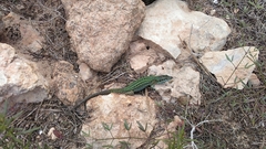 Podarcis pityusensis formenterae