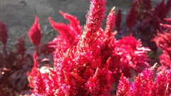 Celosia argentea plumosa
