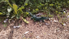 Podarcis pityusensis formenterae