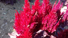 Celosia argentea plumosa