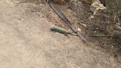 Podarcis pityusensis formenterae