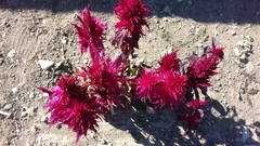 Celosia argentea plumosa