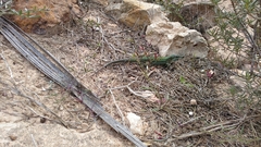 Podarcis pityusensis formenterae