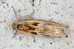 Eucosma cana