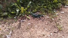 Podarcis pityusensis formenterae