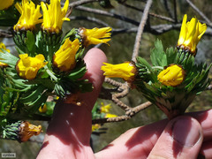 Ursinia caledonica