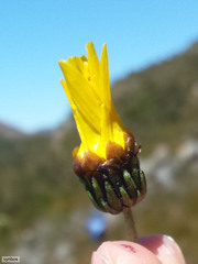 Ursinia caledonica