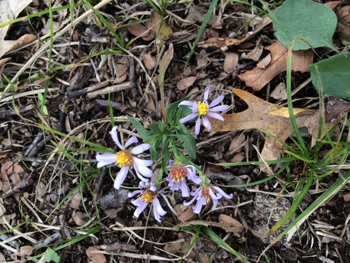 photo of American Asters (Symphyotrichum)