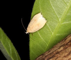 Scythropiodes