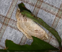 Somatina anthophilata