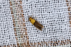 Stathmopoda auriferella